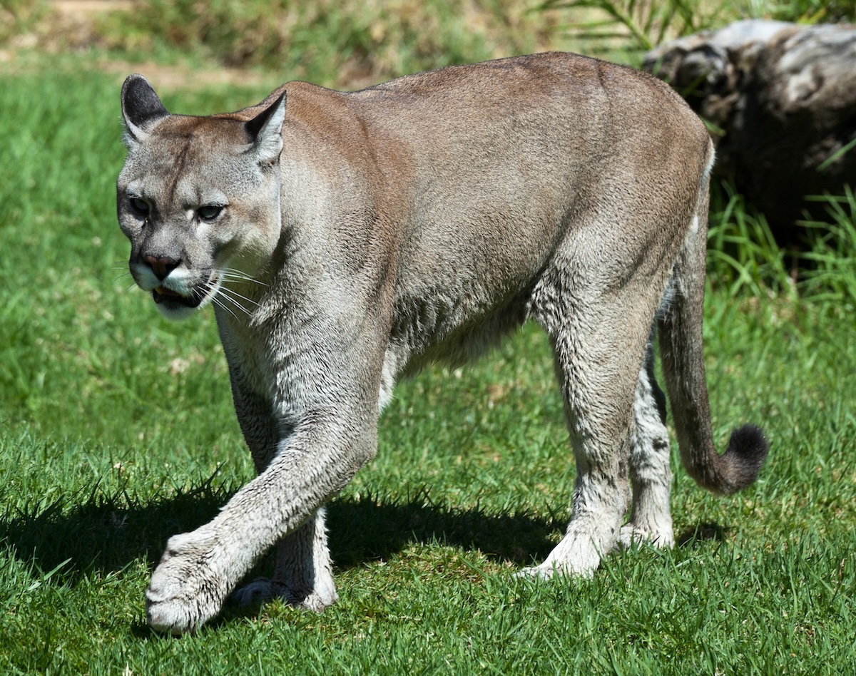 Puma_concolor_stanleyana_-_Texas_Park_-_Lanzarote_-PC08_(cropped)