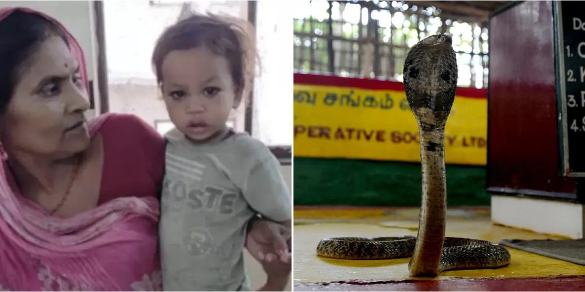 two-year-old boy in Bettiah bit a cobra