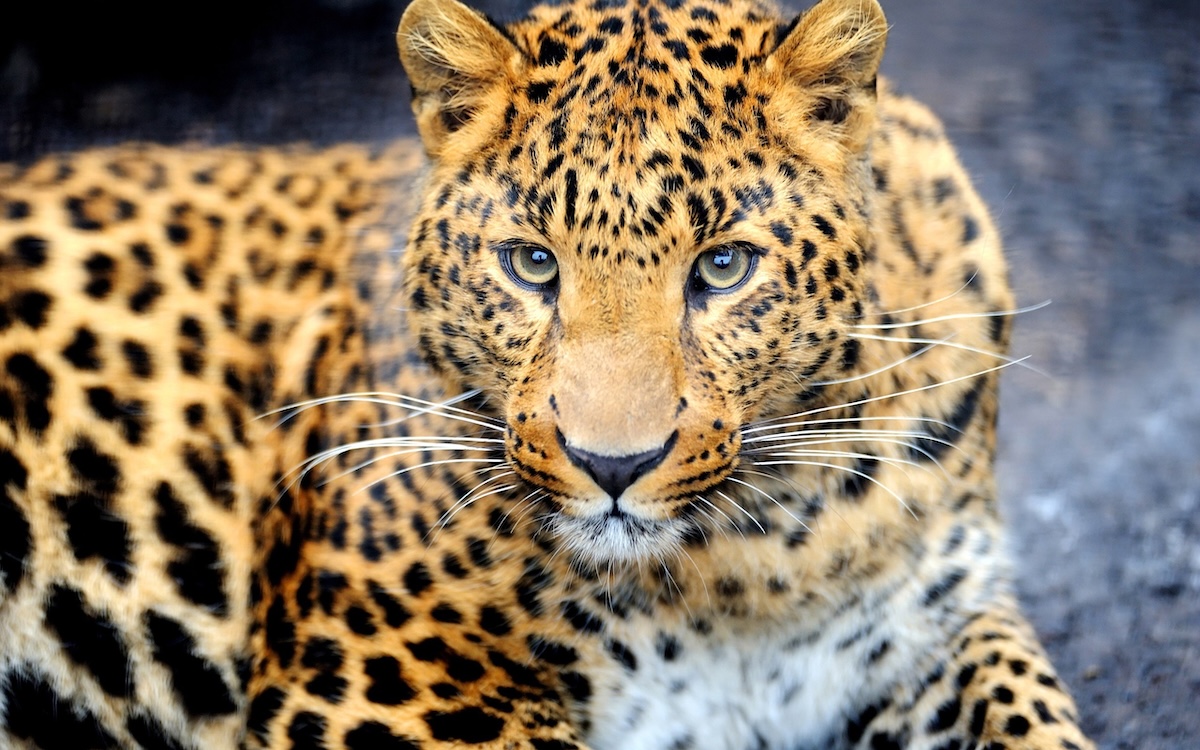 1662301596_1-kartinkof-club-p-novie-i-krasivie-kartinki-leopard-1