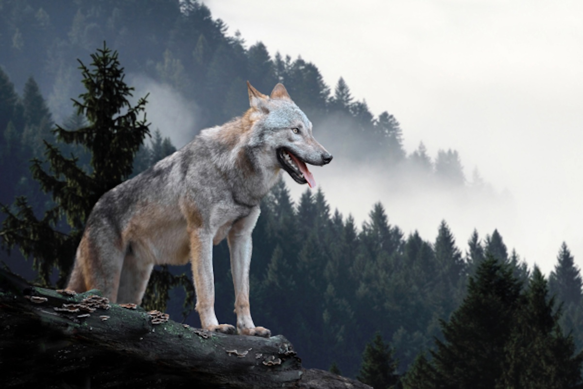 740924083-630x420-r
