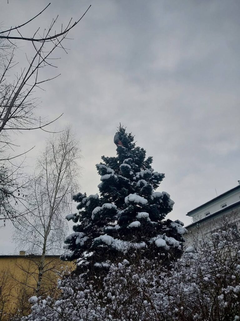 У Чехії з ялинки зняли напівоголеного чоловіка, який лазив по гілках під дією наркотиків - фото №