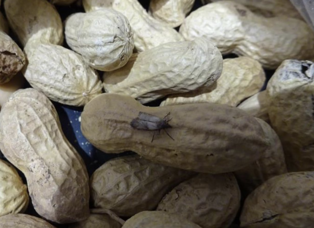 У Чехії виявили небезпечні продукти: інспекція попереджає про масло та горіхи - фото №1