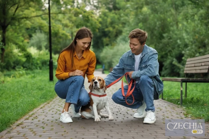 вигул собак