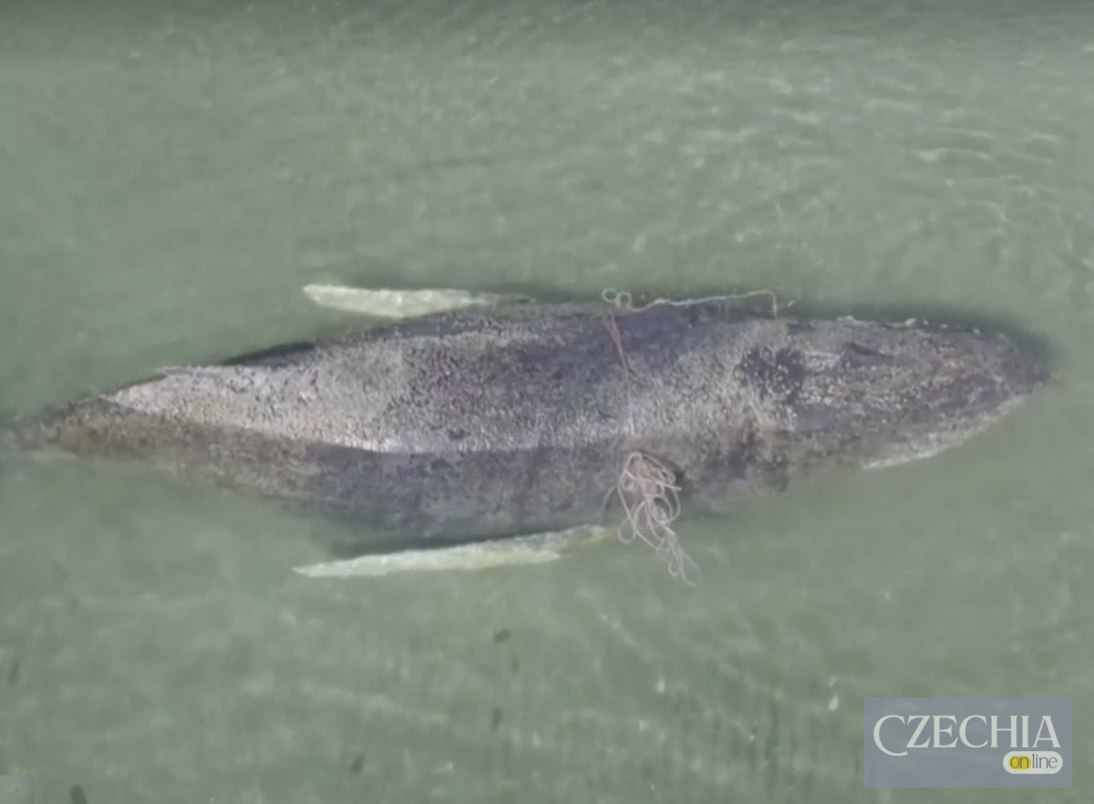 Великий горбатий кит лежить на мілині