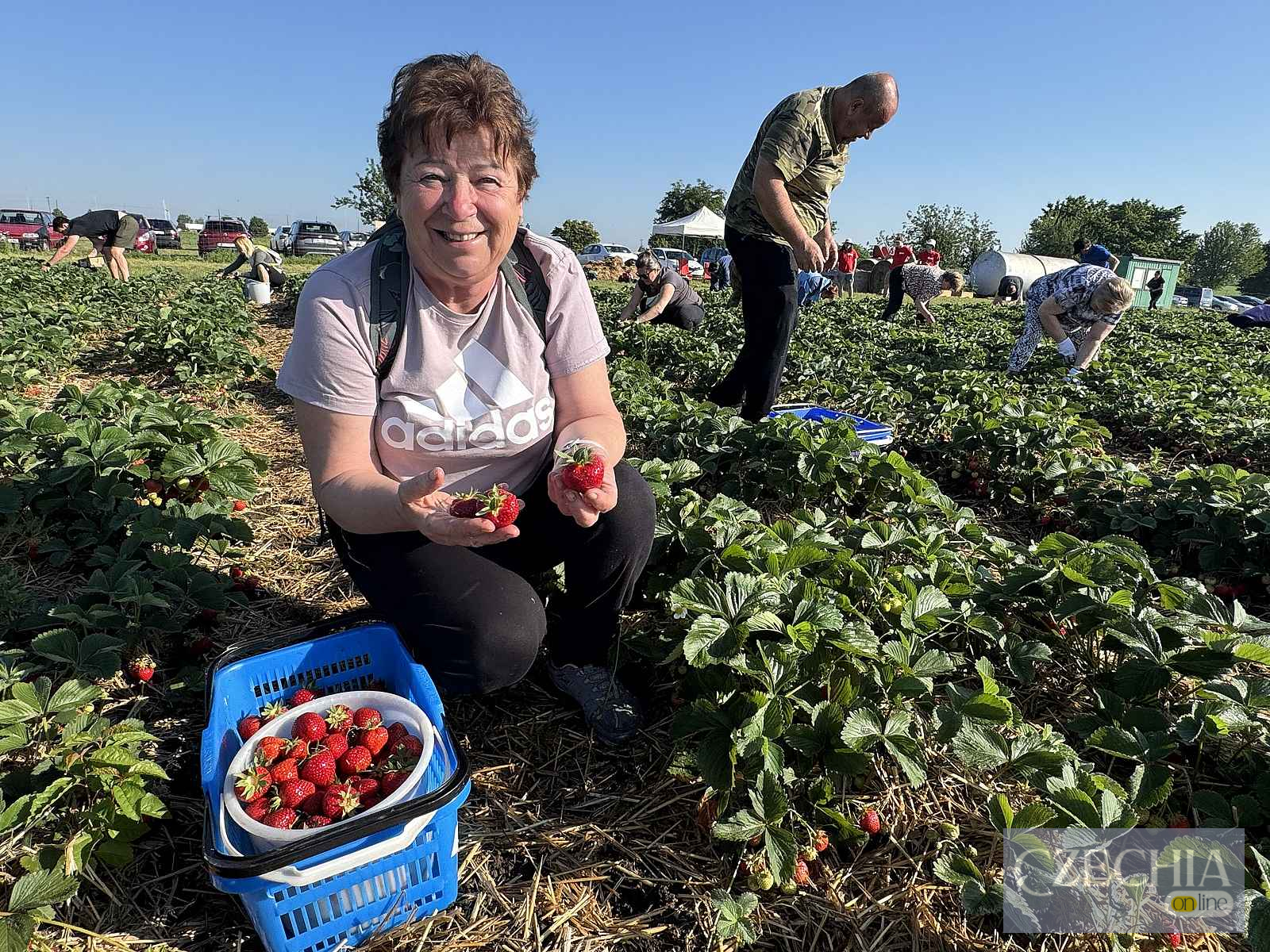 Скільки коштує самозбір полуниці біля Оломоуца