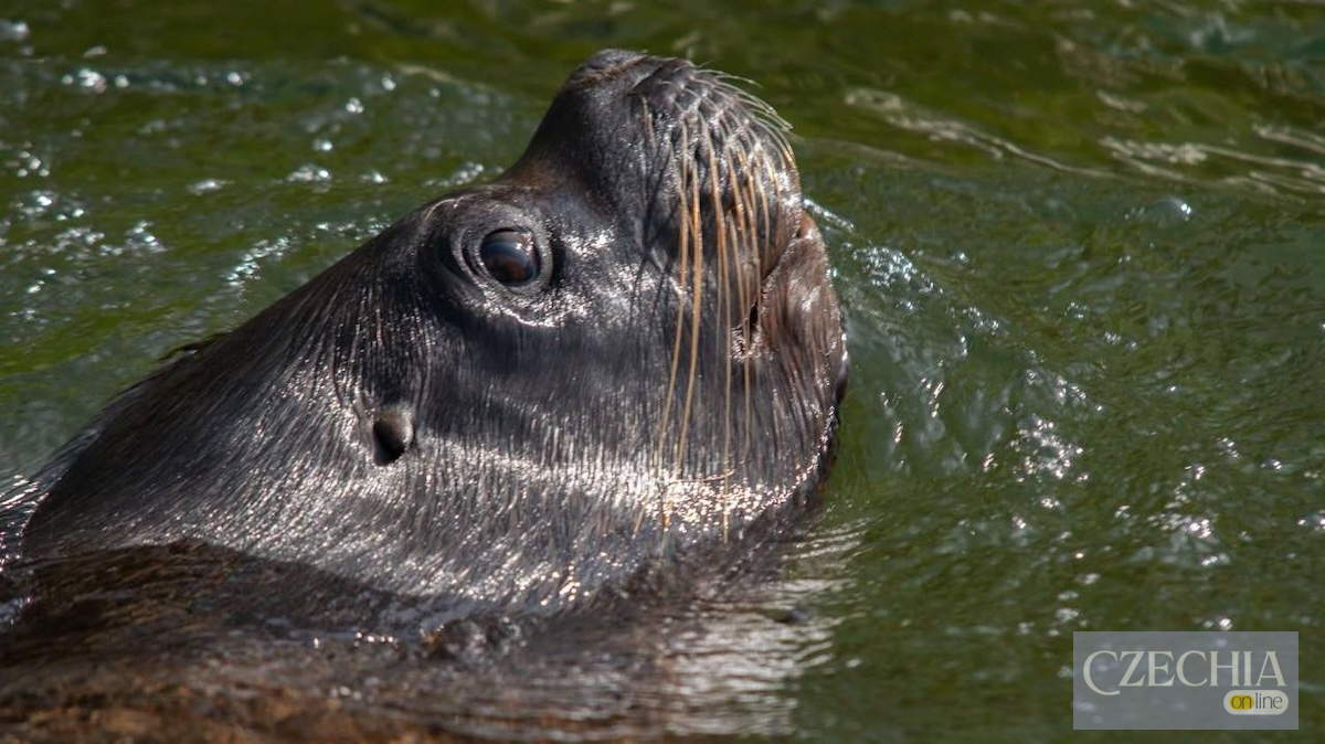 Морський лев у воді — ілюстрація до загибелі Хуго в зоопарку Ліберця