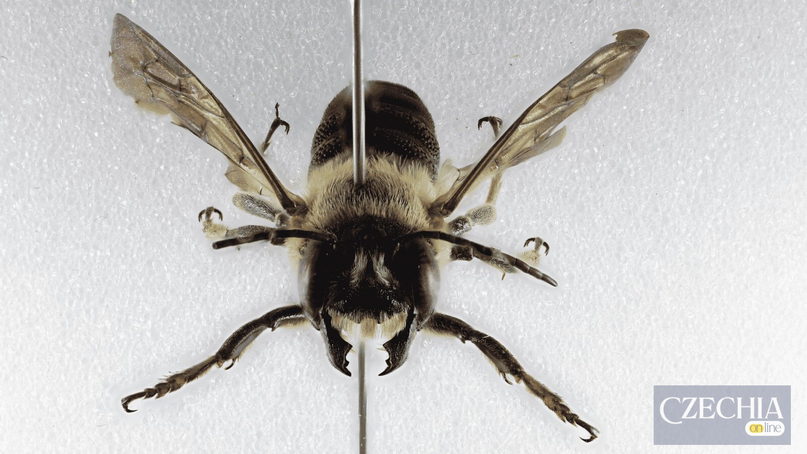 calounice-jerlinova-megachile-sculpturalis