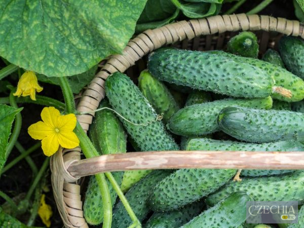 Чех купить їх для закруток, українець — з’їсть свіжими: 7 продуктів, які ми їмо з чехами по-різному - фото №