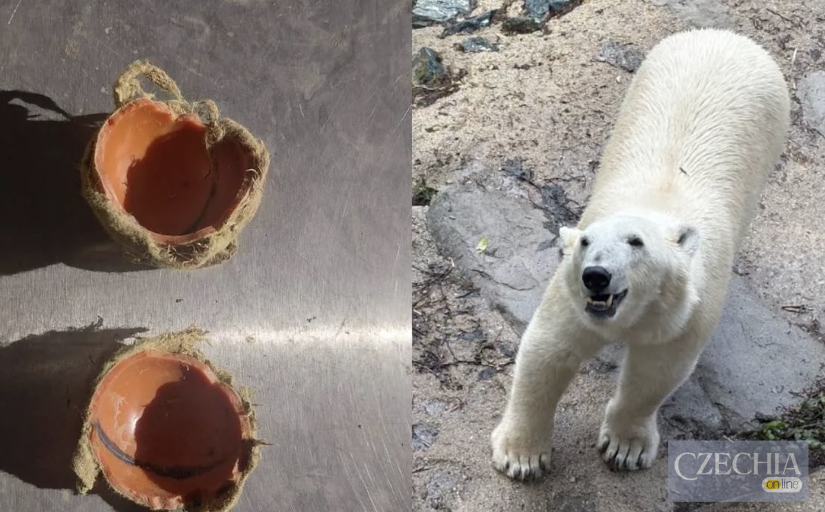 Розгризений тенісний м’яч і біла ведмедиця у Zoo Brno