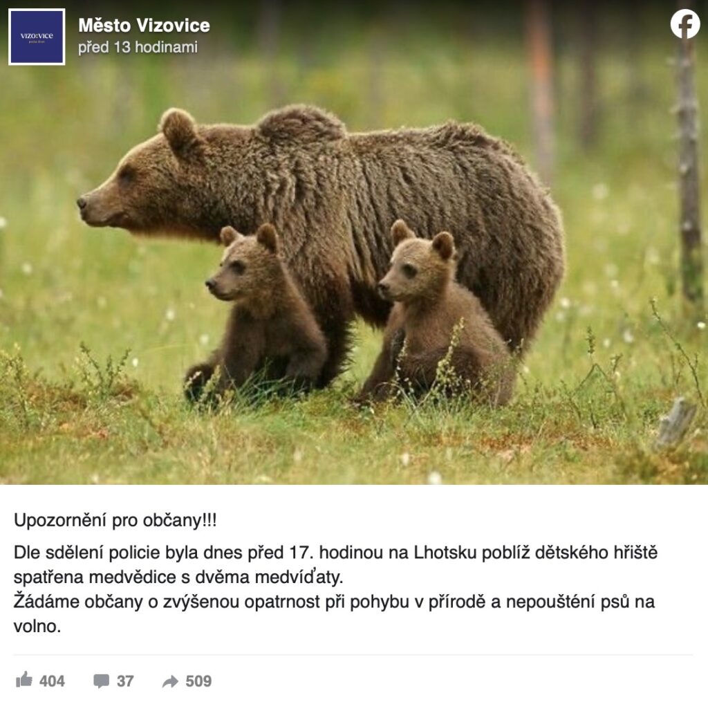Біля дитячого майданчика у Чехії діти побачили ведмедицю з двома малятами - фото №
