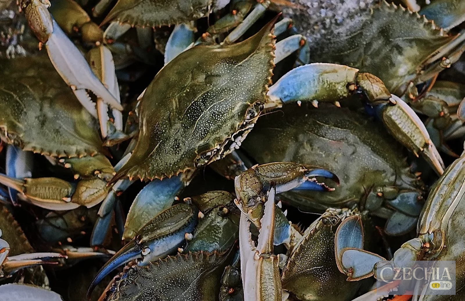 Атлантичний синій краб Callinectes sapidus в Італії