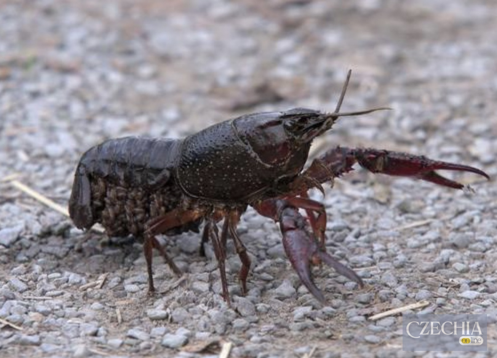Червоний рак Procambarus clarkii, вперше виявлений у природі Чехії