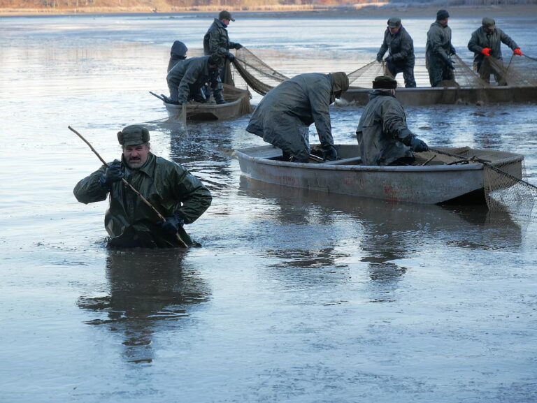 У Брно кораблі перестали ходити на тиждень раніше: води забракло, щоб безпечно витягнути їх на берег - Новини Чехії. Джерело: Українці в Чехії | Чеські новини для українців Рибалки виловлюють коропів зі ставка на Височині у Чехії — осінній вилов риби