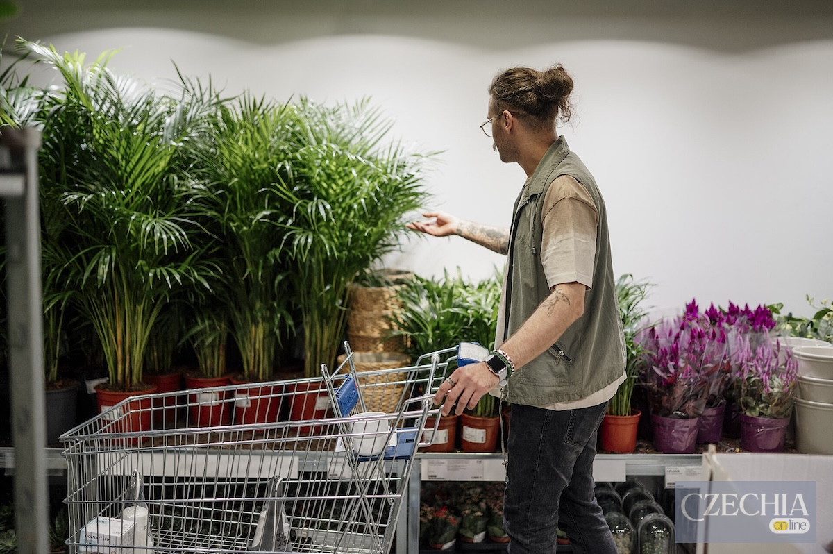 Shopping for indoor plants at a garden store Shopping for indoor plants at a garden store
